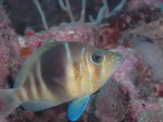 صور Tobago, diving غوص